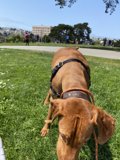 Canine Companion on a Walk in Alamo Square