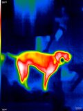 Thermal Image of Dog in Cold Environment