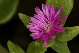 Pink Geranium Flower with Green Leaves