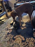 Paws on a Rug