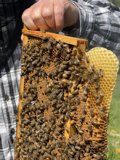 The Beekeeper and his Busy Bees