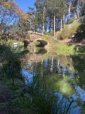 Serene Pond in Golden Gate Park