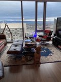 Cozy living room with furry friend