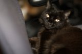 The Majestic Black Cat