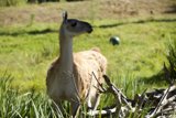A Serene Afternoon with a Llama at the SF Zoo
