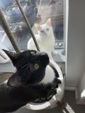 Window Watchers