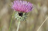 Bumblebee Foraging on Purple Thistle Bloom