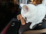 Interspecies Stare-Down