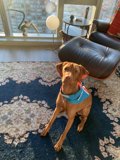 Furry Companion Rests on Cozy Living Room Rug
