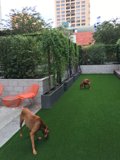 Playtime on the Lawn
