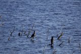 Gathering of Winged Wonders at Lake Merced