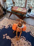 Urban Dog on the Table