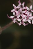 Pink Geranium Flower