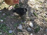 Mother and Child in the Chicken Coop