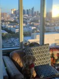 Cozy Canine on Couch