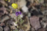 Purple Geranium Blossom