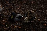 Feathered Friends