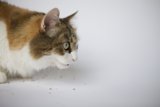 Curious Manx Cat