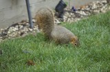 Fox Squirrel Foraging in Suburban Yard