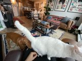 Cat and Dog Cozying up in Chic Living Room