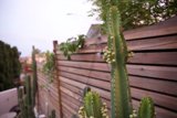 LA's Prickly Resident