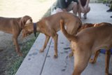 Canine Companions