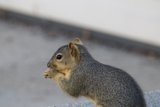 El Sereno Whiskers at Work