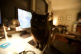 Feline Tech-Savvy