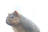 Alert Ground Squirrel Portrait in Soft Natural Light
