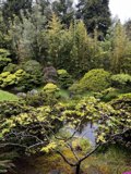 Serenity in the Japanese Tea Garden