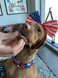 Patriotic Pup