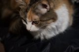 Feline Comfort