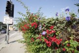 Floral Fence Delight