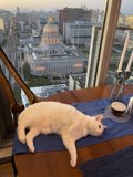 A Cat's View of the City