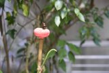 Delicate Moments: A Butterfly's Garden Reverie
