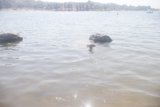 Canine Cool Off