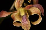 Long-Stemmed Orchid
