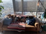 Cozy Moments with my Furry Friend