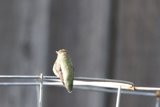 Perched in Serenity