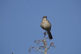 Solitary Serenade