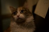 Feline Curiosity
