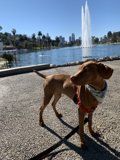 Fountain Fun with Fido