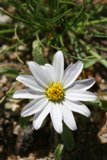 White Daisy in Bloom