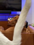 Cozy Companions: An Evening In