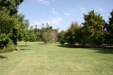 A Serene Field with Majestic Trees