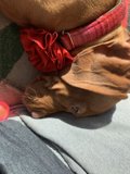 Cozy Canine Companion