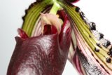 Vibrant Anthurium Flower with Green and Red Center