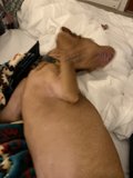 Comfy pup on cozy bedding