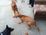 Canine Playtime on the Floor
