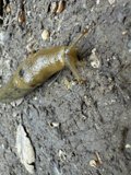 Journey of a Huckleberry Slug